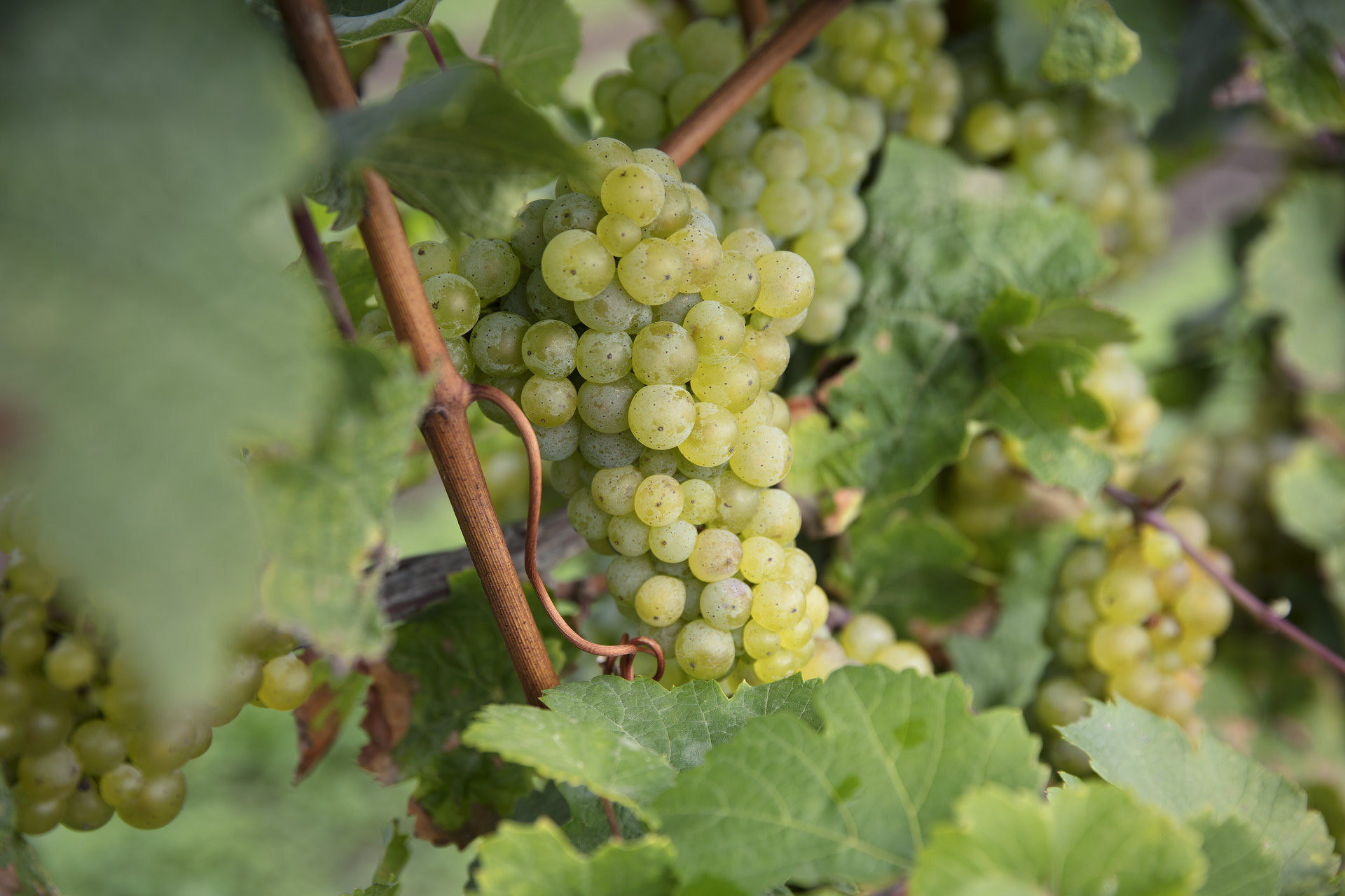 Eine helle Rieslingtraube in Nahaufnahme, die noch am Rebstock hängt. 