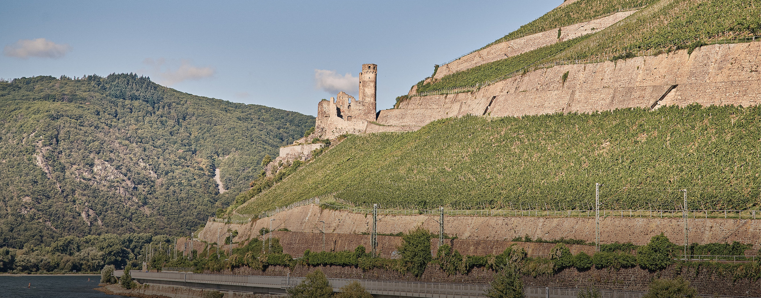 Die Burgruine Ehrenfels liegt auf einer kleinen Anhöhre umgeben von Weinbergen Richtung Rhein gerichtet. 