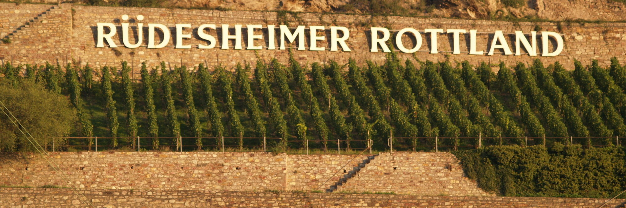 Blick auf den Weinberg und Steinmauer mit dem Schriftzug Rüdesheimer Rottland