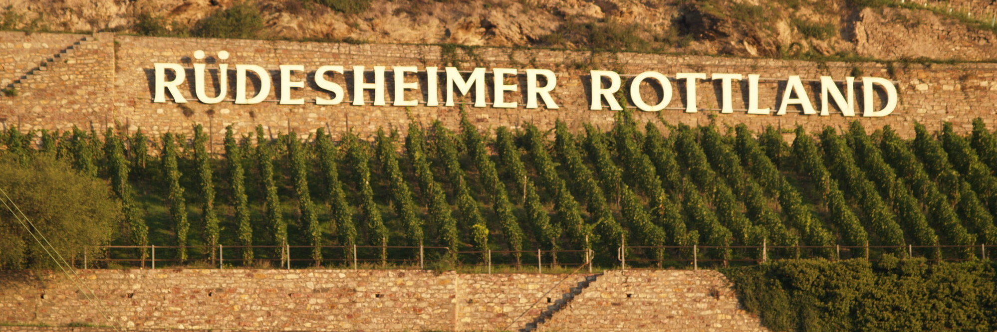 Blick auf den Weinberg und Steinmauer mit dem Schriftzug Rüdesheimer Rottland