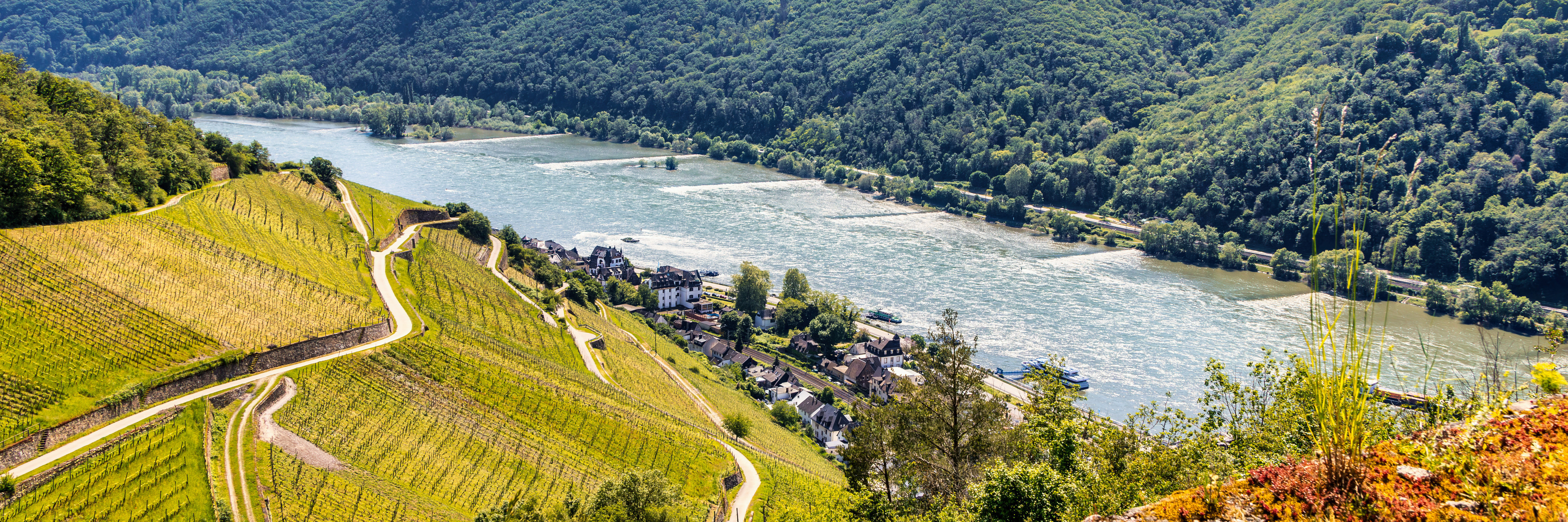 Rüdesheim-Assmannshausen Bei Sonnenschein blickt man auf die Weinreben im Frühjahr in Rüdesheim-Assmannshausen.