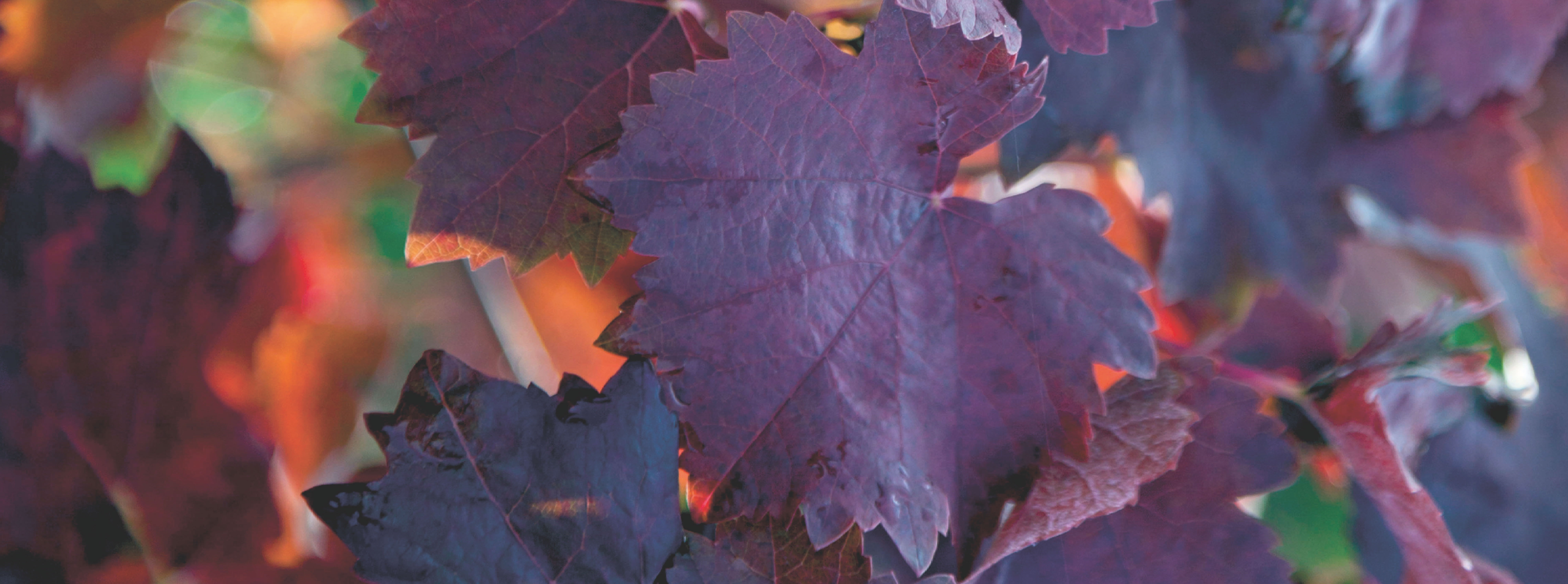 Dunkelrot gefärbte Blätter eines Rebstockes