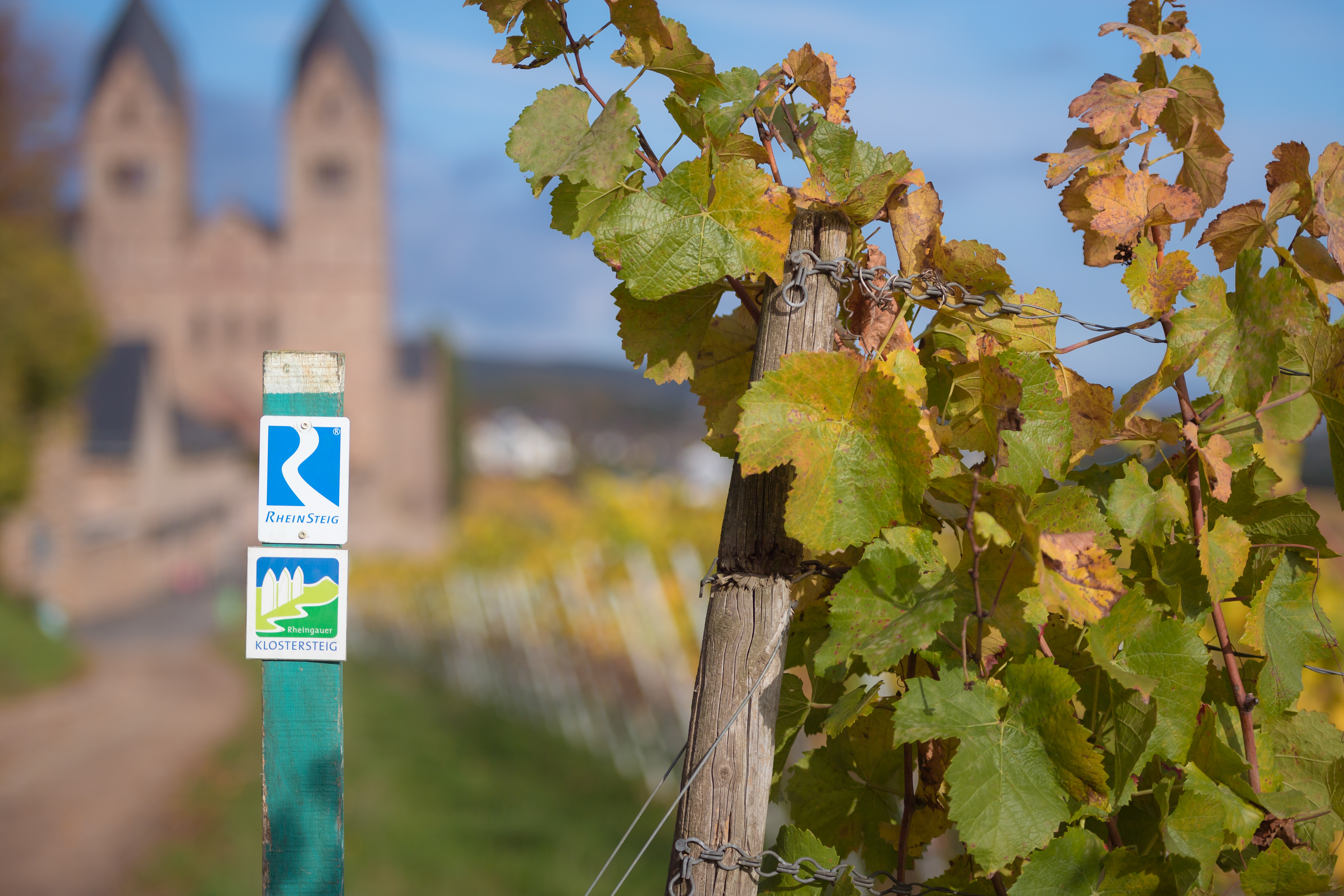 Rheinsteig Wegweiser Ein grüner Holzpfosten mit den Markierungen des Rheinsteigs und Rheingauer Klostersteigs steht neben Weinreben. Im Hintergrund ist das Kloster St. Eibingen zu sehen.