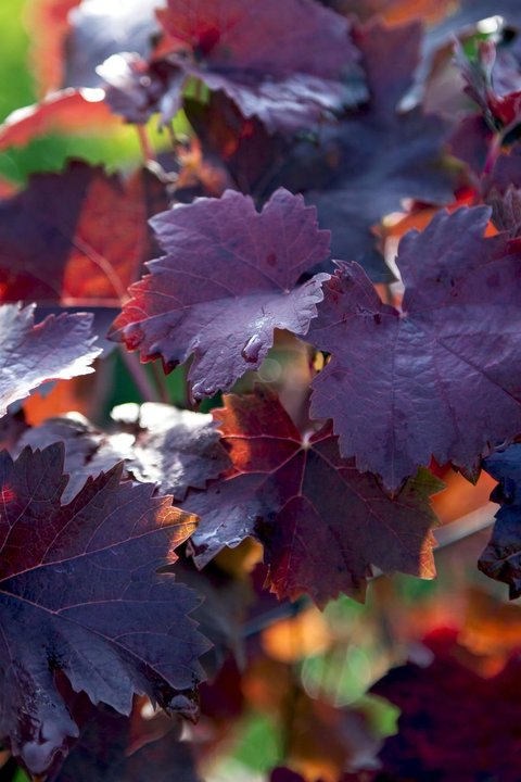 Herbstlaub