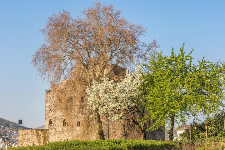 Brömserburg im Frühling