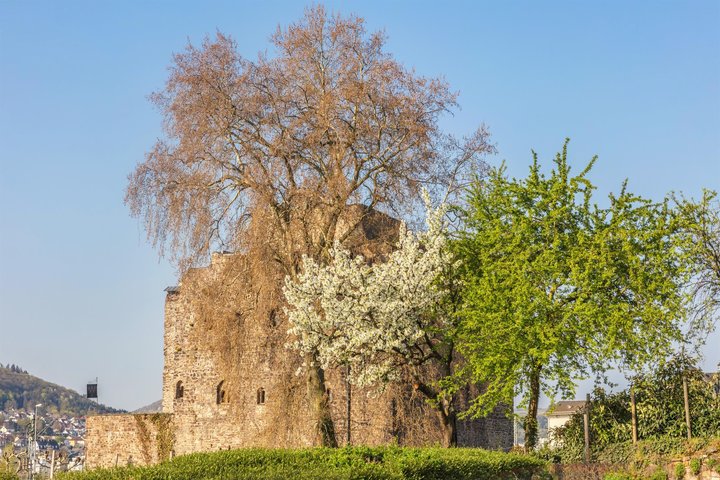 Brömserburg im Frühling