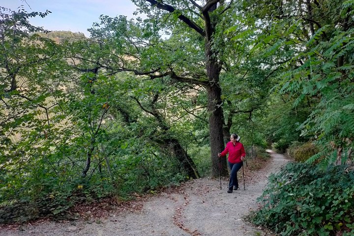 Aufstieg zum Niederwald von Assmanshausen